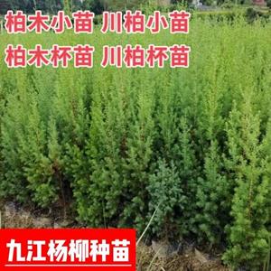 柏木小苗 川柏杯苗价格 高度30-60公分柏木袋苗价格