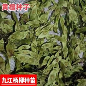 黄檀种子 檀木种子价格 当年新采 产地批发