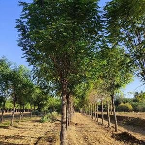 16公分嫁接香花槐