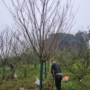 海量樱花批发基地 粉花樱花 白花樱花 8-16公分樱花价格 全冠樱花苗圃