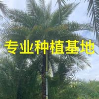 伊拉克蜜枣树品相好-伊拉克蜜枣树适应强易种植