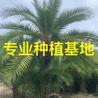 伊拉克蜜枣树根系发达-伊拉克蜜枣树适应性强-伊拉克蜜枣树长势强