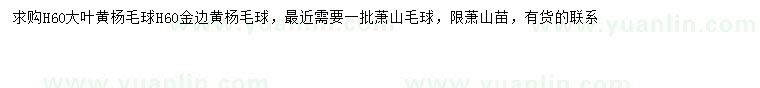 求购高60公分大叶黄杨球、金边黄杨球