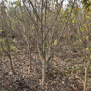 紫玉蘭行道树、紫玉蘭造景工程苗、道路隔离带景观配植观花树