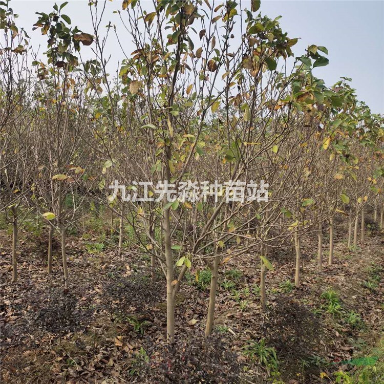 紫玉蘭行道樹、紫玉蘭造景工程苗、道路隔離帶景觀配植觀花樹
