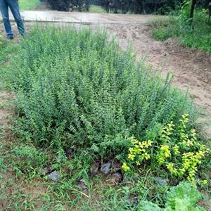 陕西迎春花基地直销 采购迎春花可以导陕西西安  西北迎春花大..