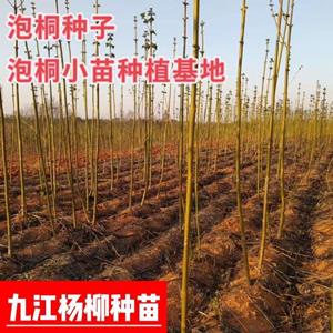 泡桐小苗 1公分泡桐价格 3公分泡桐 5公分泡桐