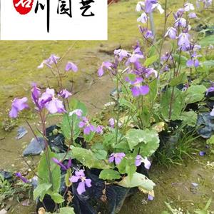 二月兰苗圃基地 二月兰花卉苗木价格 成都二月兰产地直销 量大优惠