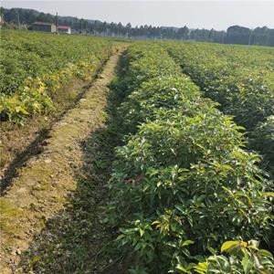 香樟树苗、香樟小苗地栽绿化苗木、香樟苗圃现挖