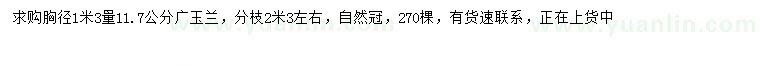 求购1.3米量11.7公分广玉兰