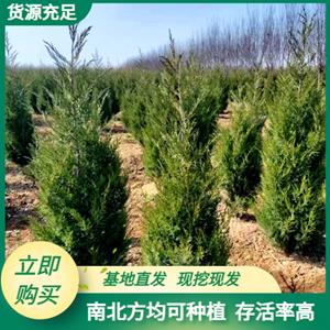 陕西优质塔柏哪里有-西安塔柏种植直销基地