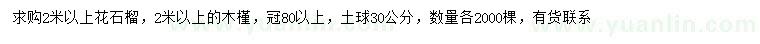 求购2米以上花石榴、木槿