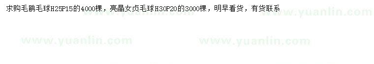 求购冠幅15公分毛鹃球、冠幅20公分亮晶女贞球