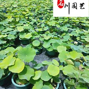 四川荷花花卉种植基地 成都水生绿植专营批发 荷花基地批发价