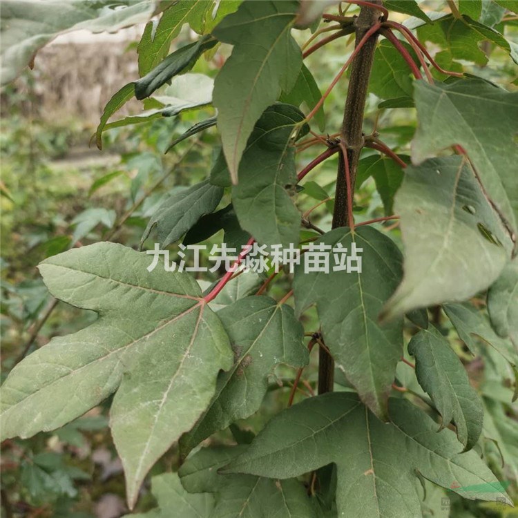 自产自销三角枫小苗 三角枫品种齐全 三角枫树苗枝条茂密