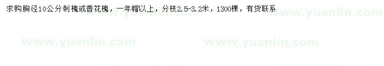 求购胸径10公分刺槐、香花槐