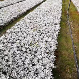 四川银叶菊批发基地  批发重庆银叶菊、成都银叶菊  银叶菊批发及价格  重庆、成都银叶菊基地