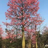 大腹木棉基地直售易成活-大腹木棉植株健壮