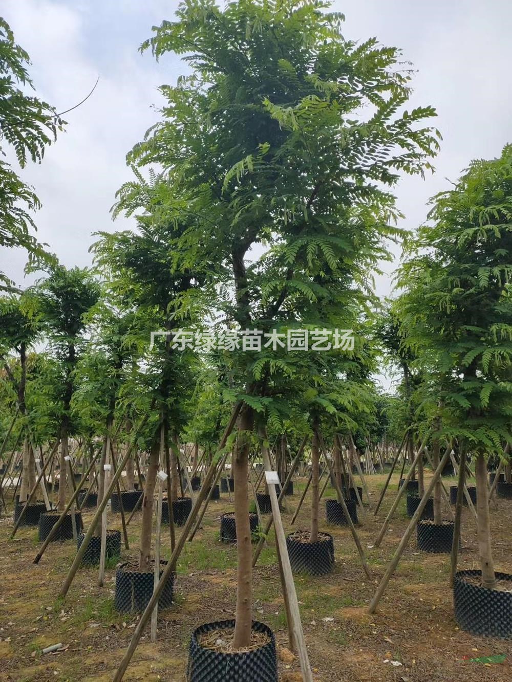 粉花山扁豆树苗-地区粉花山扁豆树-廣東綠緣苗木園藝場品种齐全