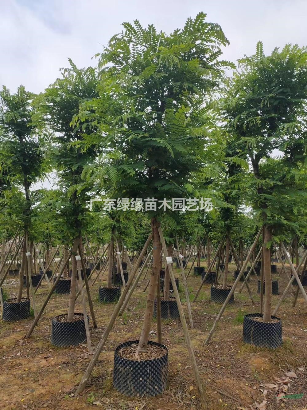 粉花山扁豆树苗-地区粉花山扁豆树-廣東綠緣苗木園藝場品种齐全