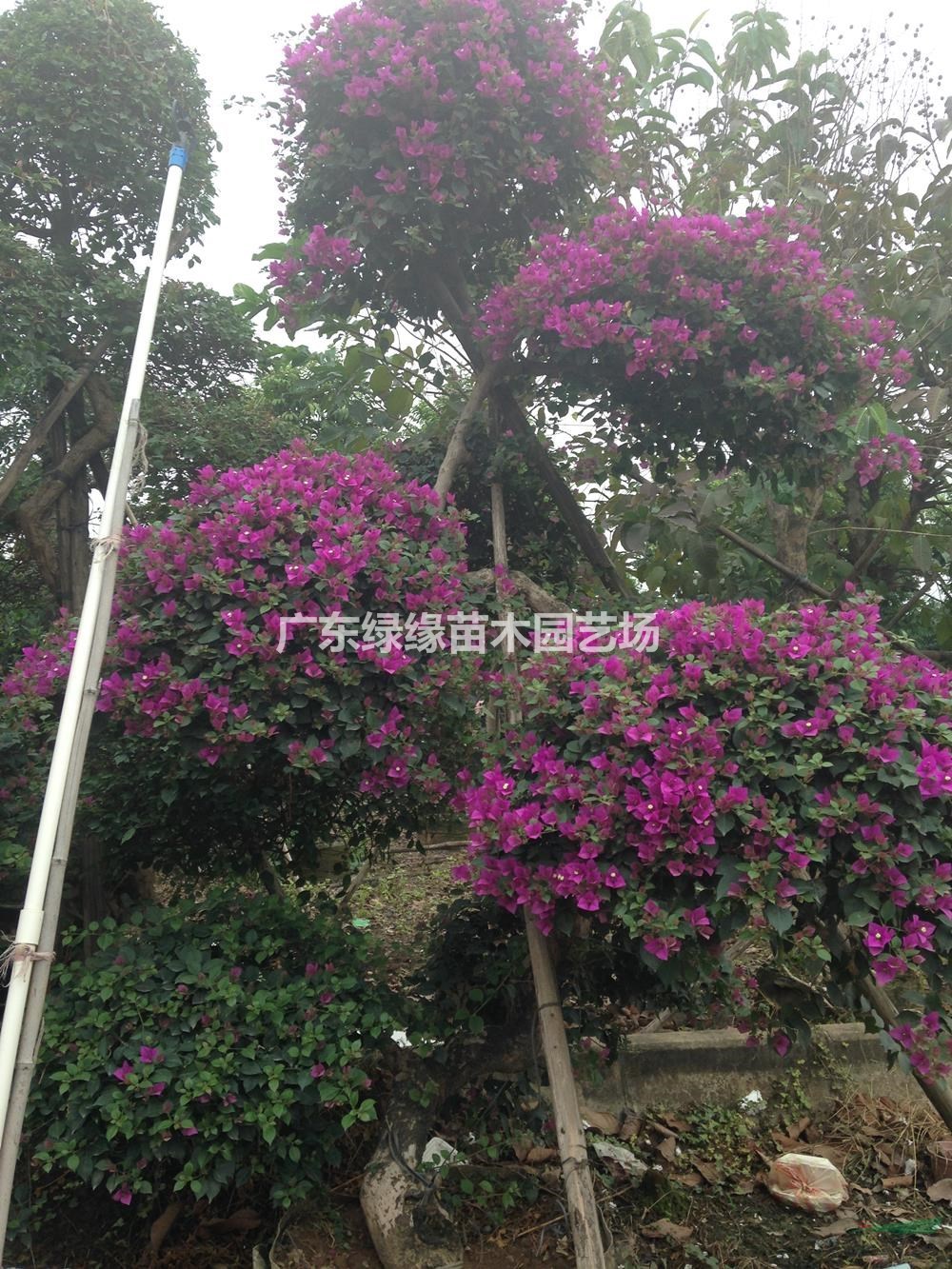 大小規格勒杜鵑基地
