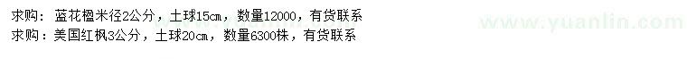 求购米径2公分蓝花楹、3公分美国红枫