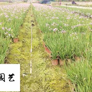 成都紫娇花种植基地直销 四川陕西贵州花卉批发供应 诚信经营量大优惠