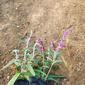 墨西哥鼠尾草小杯苗价格 紫花鼠尾草苗