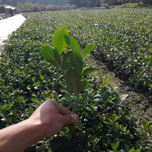 栀子花批发基地  批发20-30高栀子花小杯  栀子花价格及报价  重庆、四川、成都栀子花基地