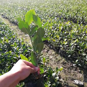 栀子花批发   栀子花苗圃基地   批发四川栀子花、重庆栀子花、成都栀子花   栀子花报价  