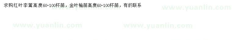 求购高60-100公分红叶李、金叶榆