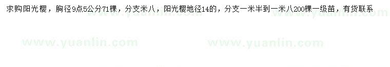 求购胸径9.5、地径14公分阳光樱