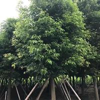 行道绿化天竺桂苗木-绿化工程天竺桂苗