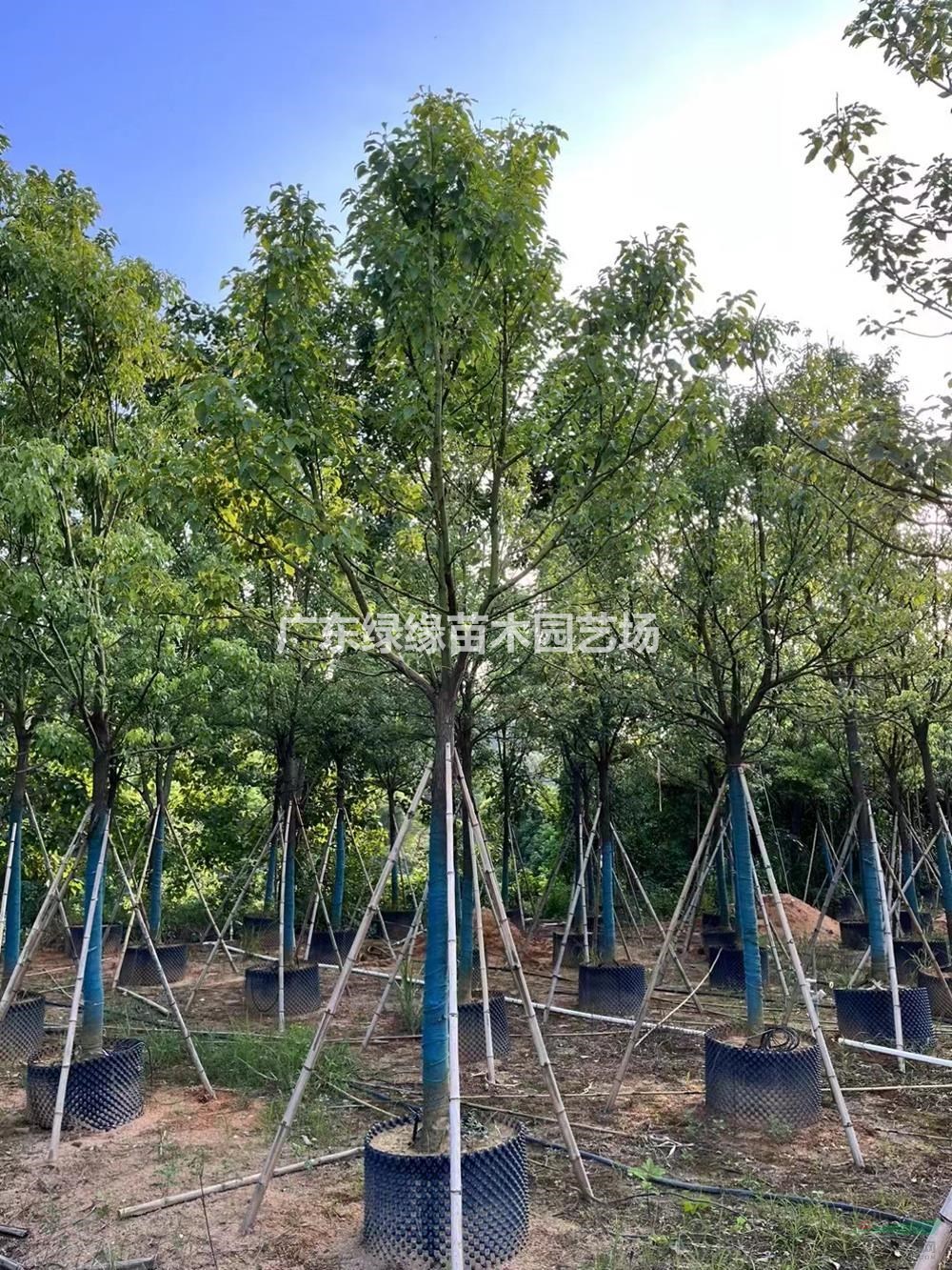 樟樹耐旱樟樹耐貧瘠