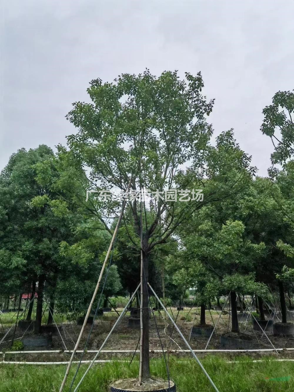 樟樹耐旱樟樹耐貧瘠