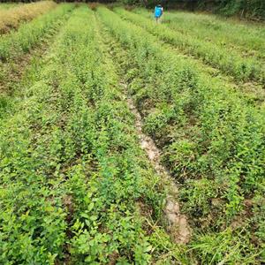 榔榆小苗行道风景树 公园绿化观赏性植物 别墅庭院种植