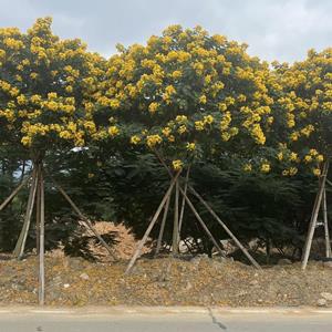 黄花槐批发黄槐基地5～8分假植苗大量供应