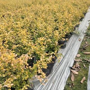 亮晶女贞大杯小杯批发 海量亮晶女贞工程苗出售 四川亮晶女贞棒棒糖 亮晶女贞球批发
