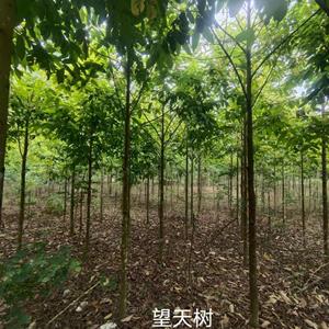 广西地区供应8-10公分望天树