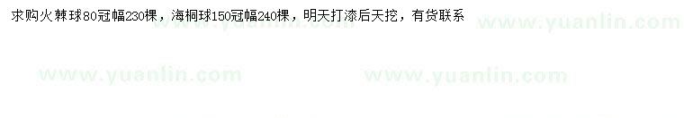 求购冠幅80公分火棘球、冠幅150公分海桐球