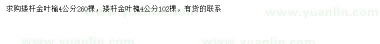 求购4公分金叶榆、金叶槐