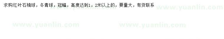 求购高1.2米以上红叶石楠球、冬青球