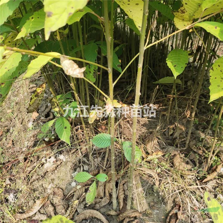 喜树无纺布袋苗木 常绿乔木树杆通直 景观绿化用观赏苗