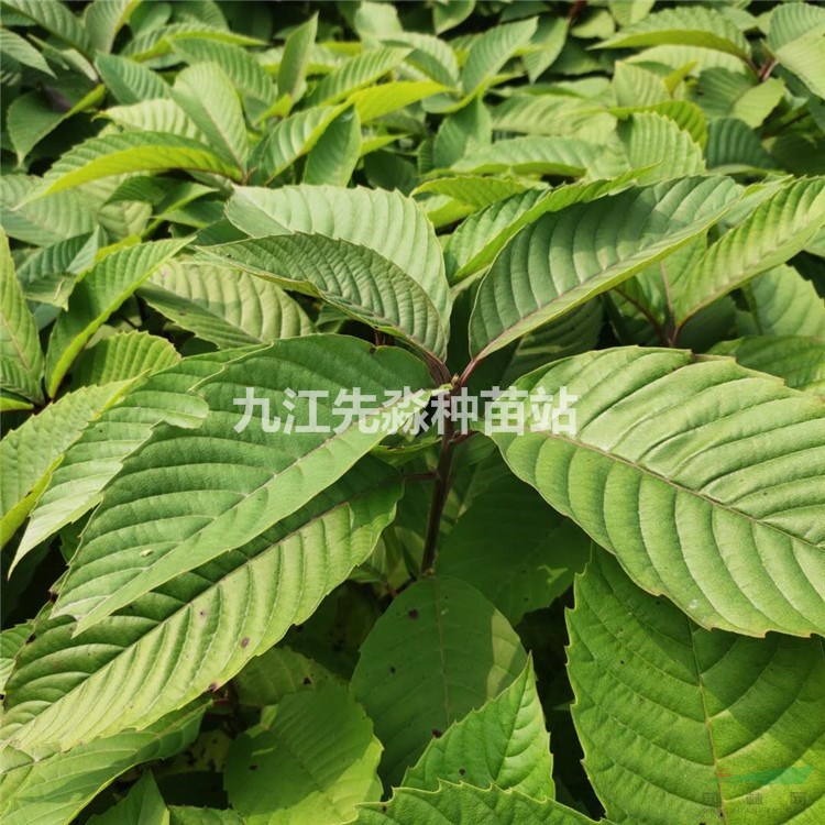 喜树无纺布袋苗木 常绿乔木树杆通直 景观绿化用观赏苗