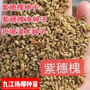 优质紫穂槐种子批发 今年新采紫穂槐种子价格 江西紫穂槐种子批