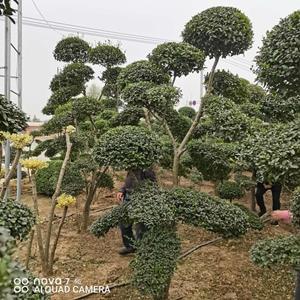 苗圃低价直销，吕贞造型价格，小叶女贞造型价格，小叶女贞基地..