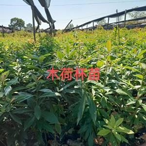 造林用苗 矿山复绿 杉苗 木荷 松苗 油茶 枫香 柏木