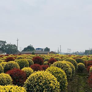 金禾女贞球  精品金和女贞球现货批发 成都金禾女贞球基地