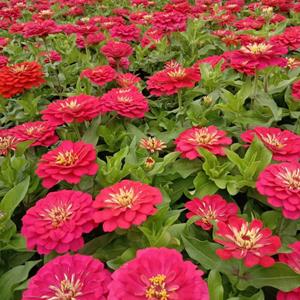 成都百日草基地批发 花境花卉丰花百日草基地直销  百日草杯苗图片