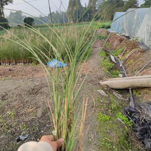 细叶芒基地，细叶芒批发，细叶芒种植基地